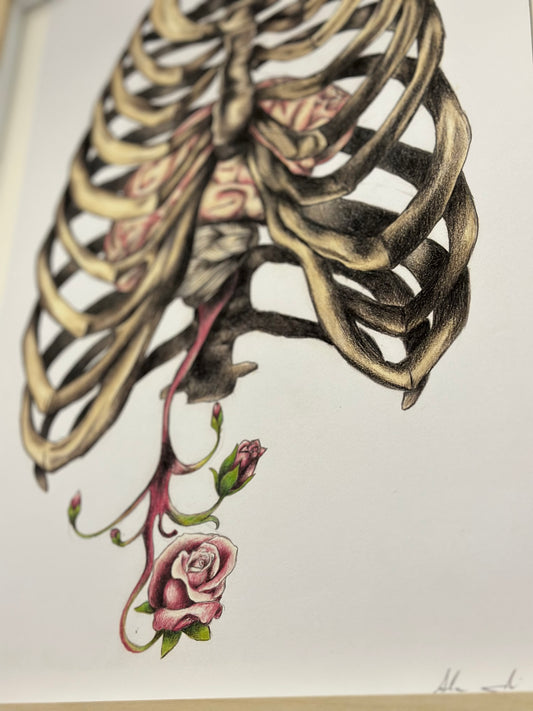 Rib