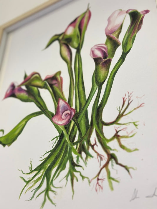 Calla Venosa