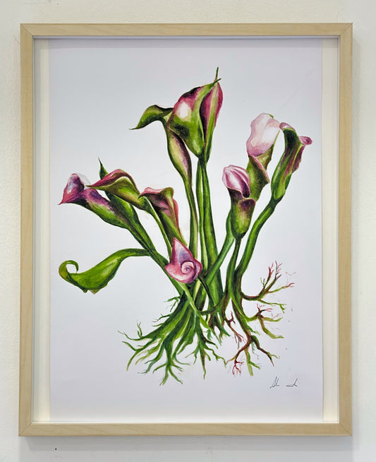 Calla Venosa